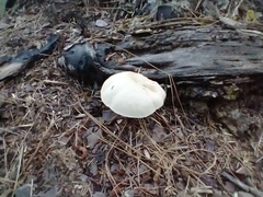 Tylopilus intermedius