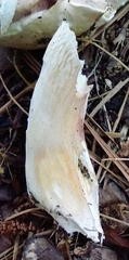 Tylopilus intermedius