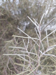 Hakea leucoptera leucoptera