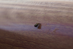 Rhene flavicomans