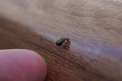 Rhene flavicomans