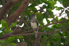 Copsychus saularis