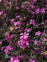 Acmadenia macropetala