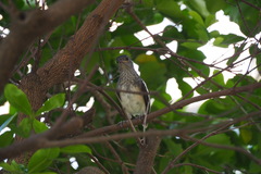 Copsychus saularis