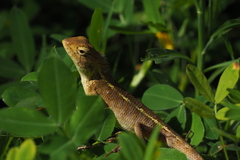 Calotes versicolor