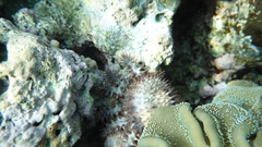 Acanthaster planci