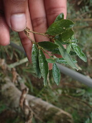 Maerua racemulosa