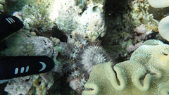 Acanthaster planci