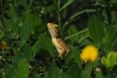 Calotes versicolor