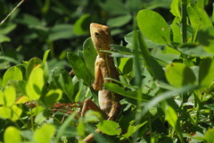 Calotes versicolor