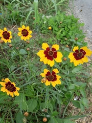 Coreopsis tinctoria