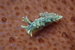 Dendronotus