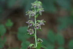 Epipactis leptochila neglecta