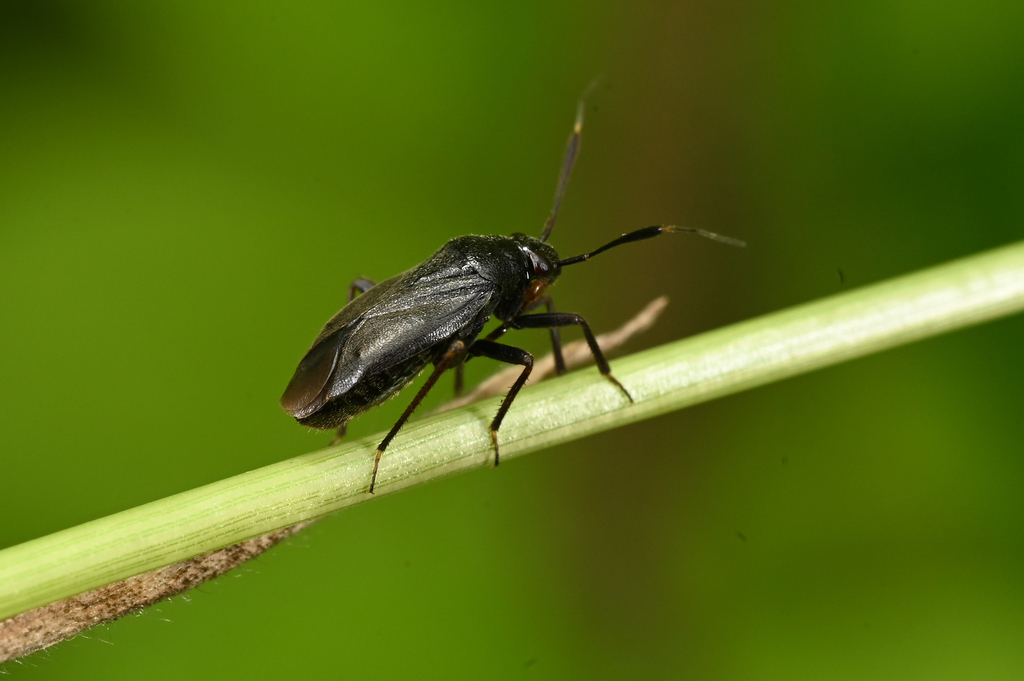 black plant bug from Norfolk, UK on July 04, 2022 at 01:07 PM by Darwyn ...