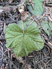 Rubus lasiococcus