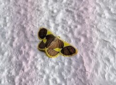 Plutodes cyclaria