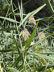 Phragmites australis