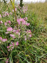 Ononis arvensis