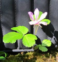 Rubus arcticus acaulis