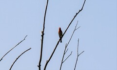 Carpodacus erythrinus grebnitskii