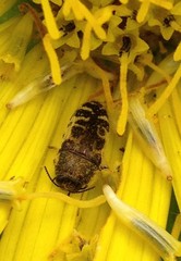 Acmaeodera