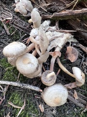 Mycena overholtsii