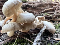 Mycena overholtsii