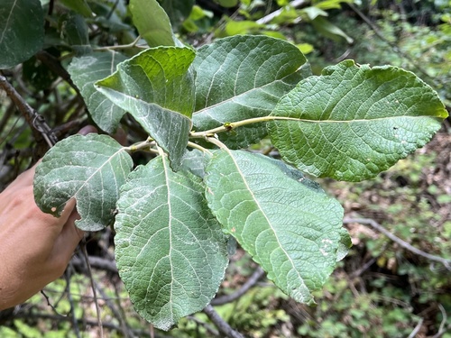 vŕba rakytová (Salix caprea)