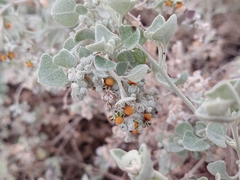 Chenopodium curvispicatum