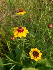 Coreopsis tinctoria