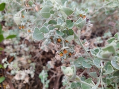 Chenopodium curvispicatum