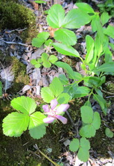 Rubus arcticus acaulis
