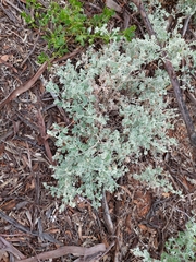 Chenopodium curvispicatum