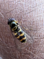 Lapposyrphus aberrantis