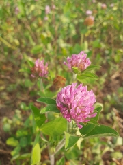 Trifolium pratense