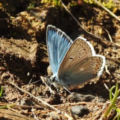 Polyommatus eros