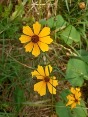 Coreopsis lanceolata