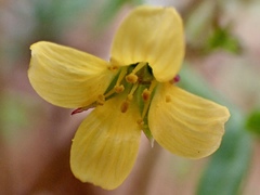 Roepera angustifolia