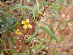 Roepera angustifolia