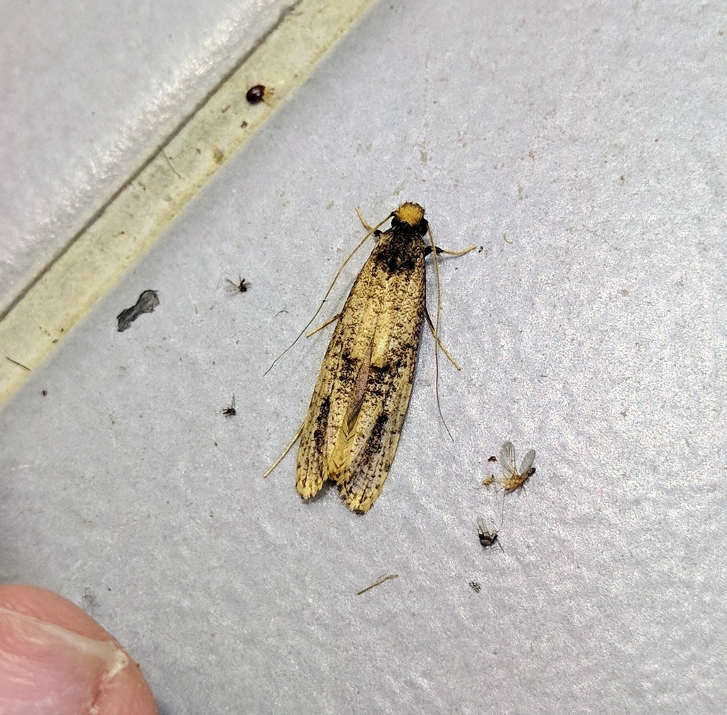 Gerontha dracuncula