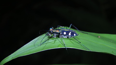 Cosmodela batesi