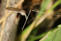 Brachypremna dispellens