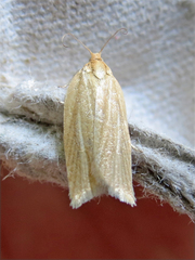 Clepsis clemensiana