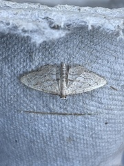 Idaea elongaria