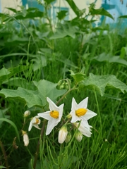 Solanum carolinense