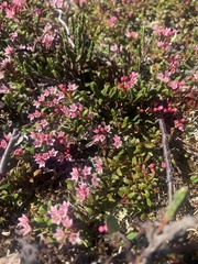 Kalmia procumbens