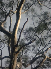 Corymbia tessellaris