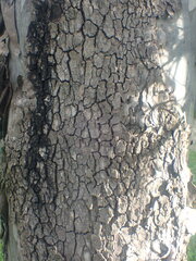 Corymbia tessellaris
