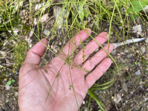ostrica oddialená (Carex remota)