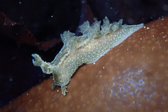 Dendronotus subramosus image